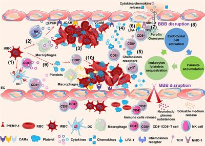 Cerebral malaria induced by plasmodium falciparum: clinical features, pathogenesis, diagnosis, and treatment